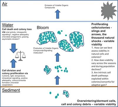 Examining the Evidence for Regulated and Programmed Cell Death in Cyanobacteria. How Significant Are Different Forms of Cell Death in Cyanobacteria Population Dynamics?